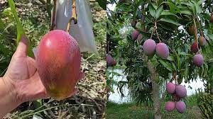 MOST EXPENSIVE MIYAZAKI MANGOES ARE UNDER PROPER SURVELLIANCE