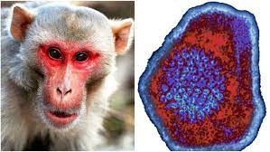 CHINA REPORTS ITS FIRST DEATH DUE TO MONKEY B VIRUS (BV), HERE’s ALL YOU NEED TO KNOW