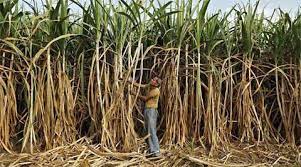 PUNJAB SUGARCANE FARMERS CALL OFF STIR AS CM HIKES SAP TO RS. 360/QUINTAL