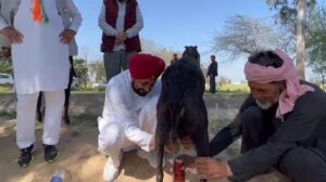Video of CM Channi milking a goat goes viral on social media
