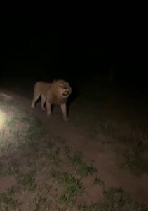 Panic as video of lion roaming in village goes viral