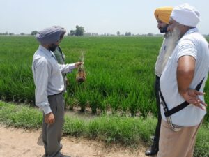 ਝੋਨੇ ਵਿਚ ਮੱਧਰੇਪਣ ਦੀ ਸਮੱਸਿਆ ਨੂੰ ਨਜਿੱਠਣ ਲਈ ਵਿਭਾਗ ਵੱਲੋਂ ਟੀਮਾਂ ਦਾ ਗਠਨ: ਮੁੱਖ ਖੇਤੀਬਾੜੀ ਅਫ਼ਸਰ