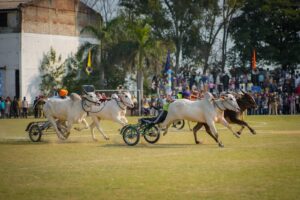 ਪਿਛਲੀਆਂ ਸਰਕਾਰਾਂ ਦੇ ਕਾਰਜਕਾਲ ਦੌਰਾਨ ਬੈਲ ਗੱਡੀਆਂ ਦੀਆਂ ਦੌੜਾਂ ‘ਤੇ ਰੋਕ ਲੱਗੀ ਸੀ, ਅਸੀਂ ਕਾਨੂੰਨ ਵਿੱਚ ਸੋਧ ਕਰਕੇ ਮੁੜ ਸ਼ੁਰੂ ਕੀਤਾ: ਮੁੱਖ ਮੰਤਰੀ ਭਗਵੰਤ ਸਿੰਘ ਮਾਨ